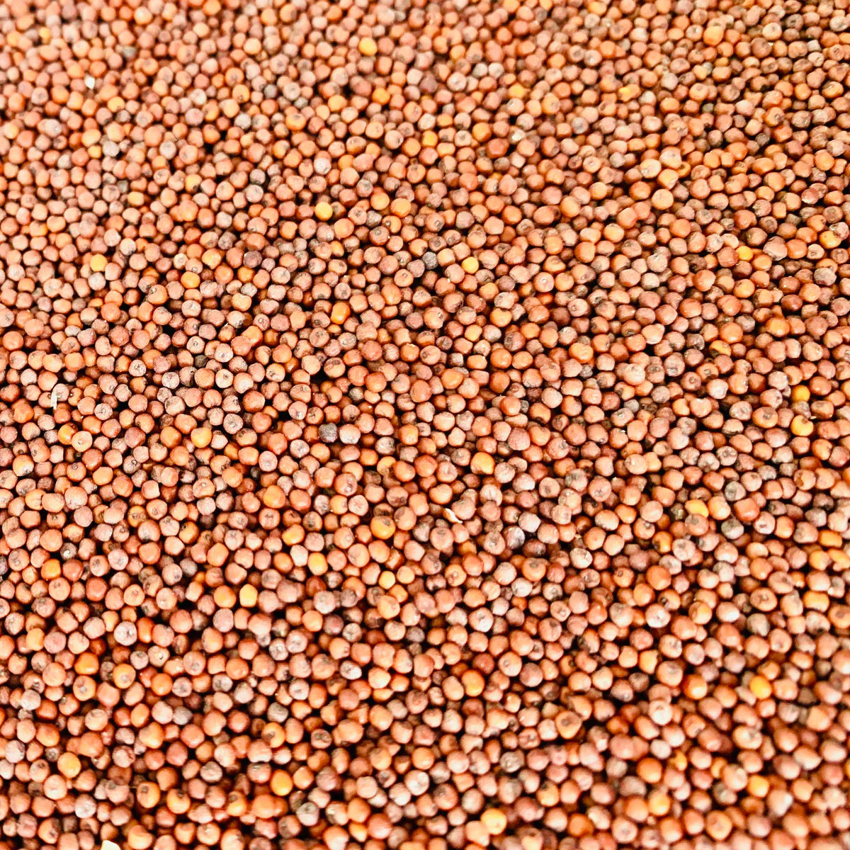 Finger Millet/Ragi Benefits - Health, Skin & Hair